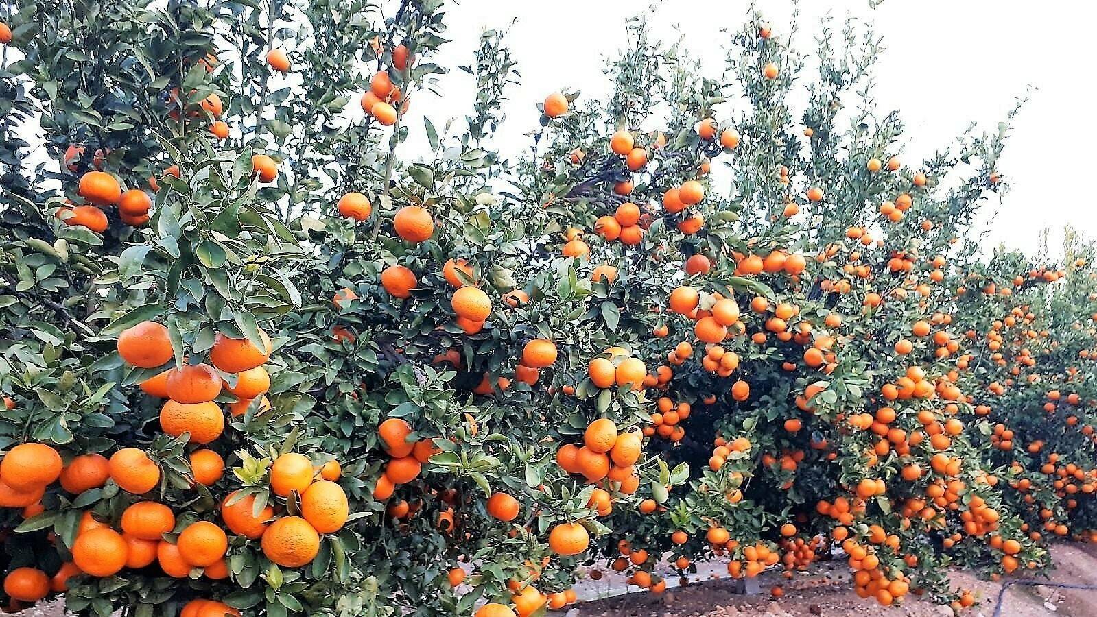 20190321 Spring Sunshine 2|springsunshine1|springsunshine1